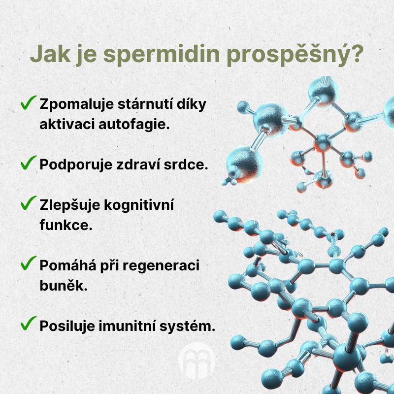 Jak je spermidin prospěšný
